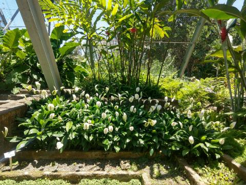 Mountain Rainforests