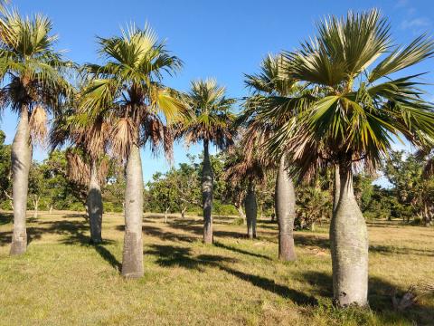 Palmetum