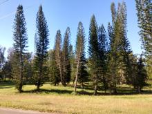 Bosque Arcaico