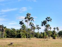 Palmetum