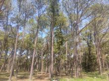 Palmetum