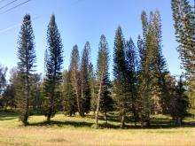 Bosque Arcaico