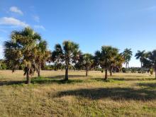 Palmetum