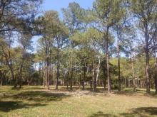 Palmetum