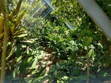 Mountain Rainforests