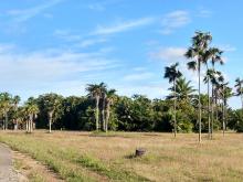 Palmetum