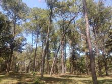 Palmetum