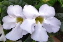 Thunbergia grandiflora