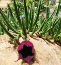 Stapelia