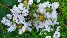Lagerstroemia indica