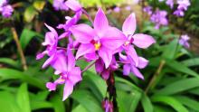 Spathoglottis plicata