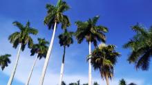 Palmas cielo