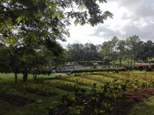 Jardinería
