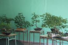 Jardinería