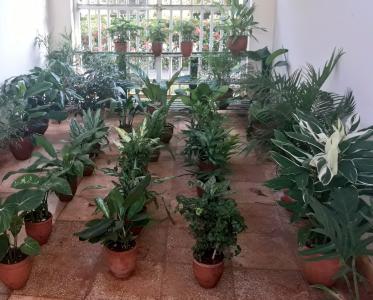 Servicio de Jardinería