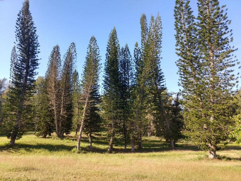 Bosque Arcaico