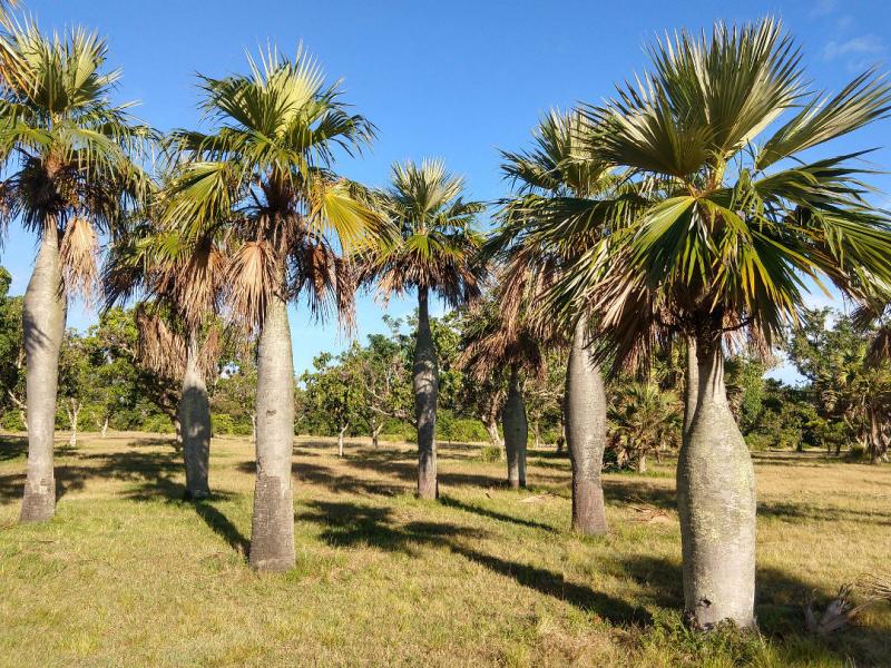 Palmetum