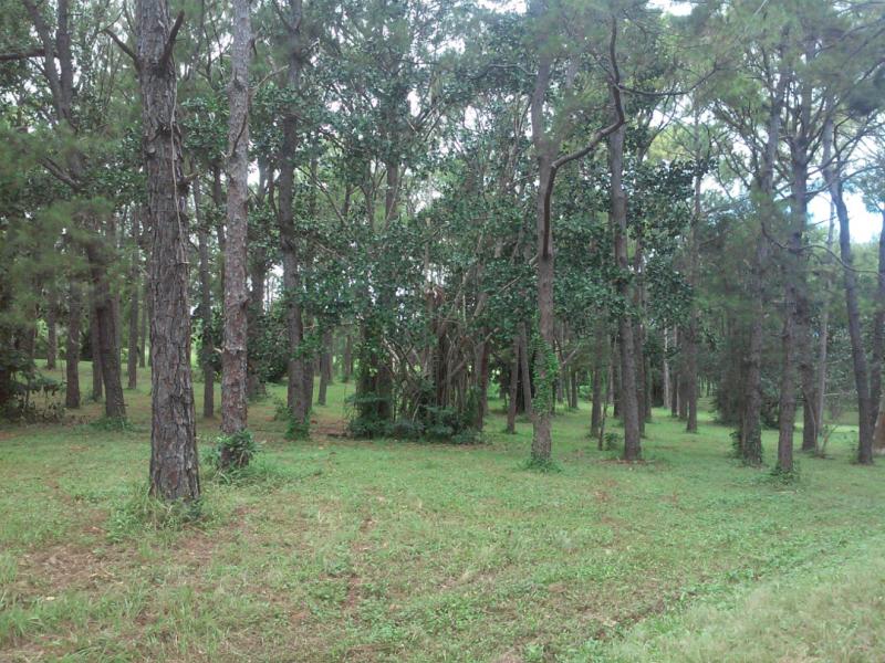 Pinares