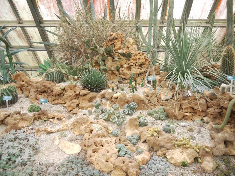 Cactus y suculentas
